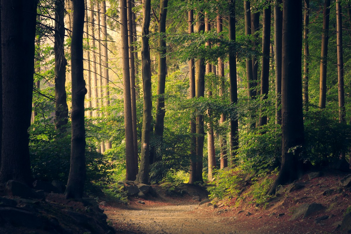 Light falling through a green forest